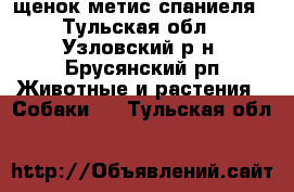 щенок метис спаниеля - Тульская обл., Узловский р-н, Брусянский рп Животные и растения » Собаки   . Тульская обл.